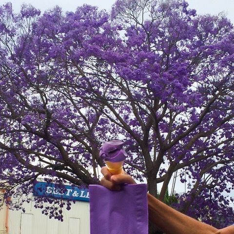 australian purple trees