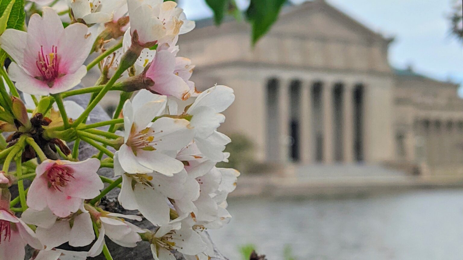 Chicago Cherry Blossoms Trees and Where to See Them Classic Chicago