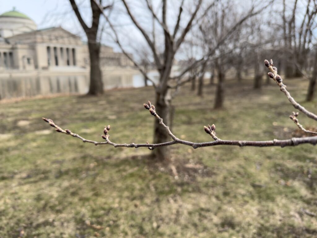 Chicago Cherry Blossoms Trees and Where to See Them Classic Chicago